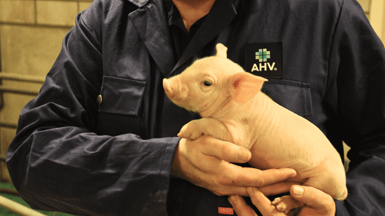 programma voor zuigende biggen