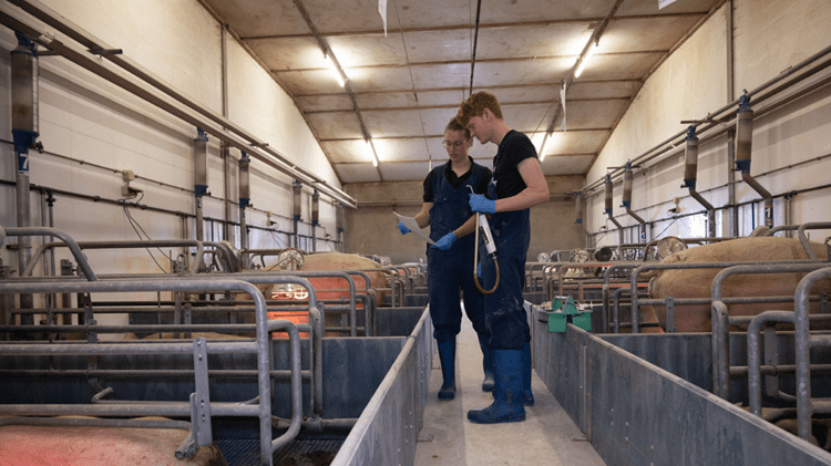 transitieprogramma voor zeugen