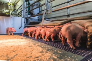 Impact van klauwproblemen op productie en welzijn