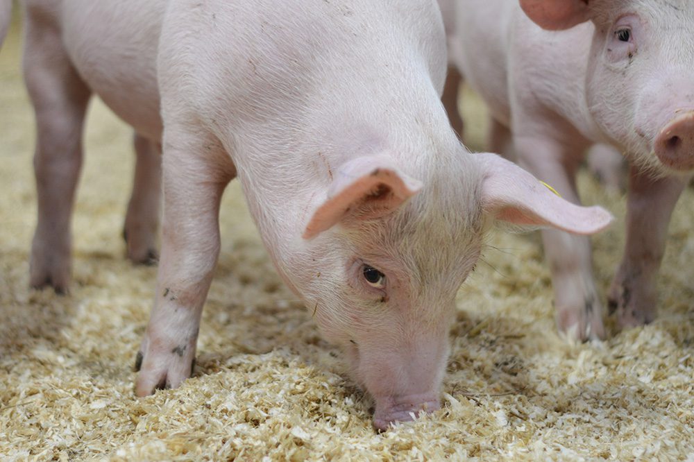 Aeres Farms anticipeert met wroetstal op dierwaardige veehouderij en ‘boerendiversiteit’