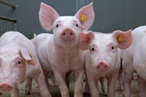 Circovirus infecties: ziet u nog wel eens symptomen?