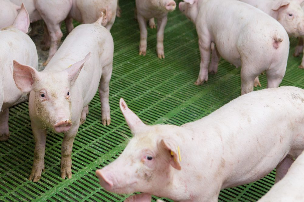 Subklinische circo: u ziet het niet, maar het is er misschien wel!