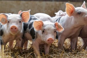 Belangrijke inzichten over griep bij varkens