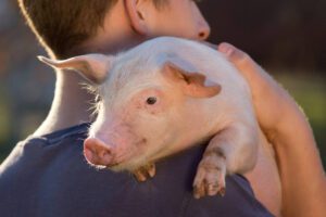 Ceva Santé Animale