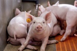 Verotoxine onder de radar: wat je niet ziet, kost je wél geld