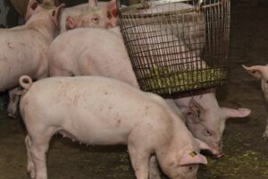 Eén lijn in hokverrijking: nieuwe brochure geeft duidelijkheid