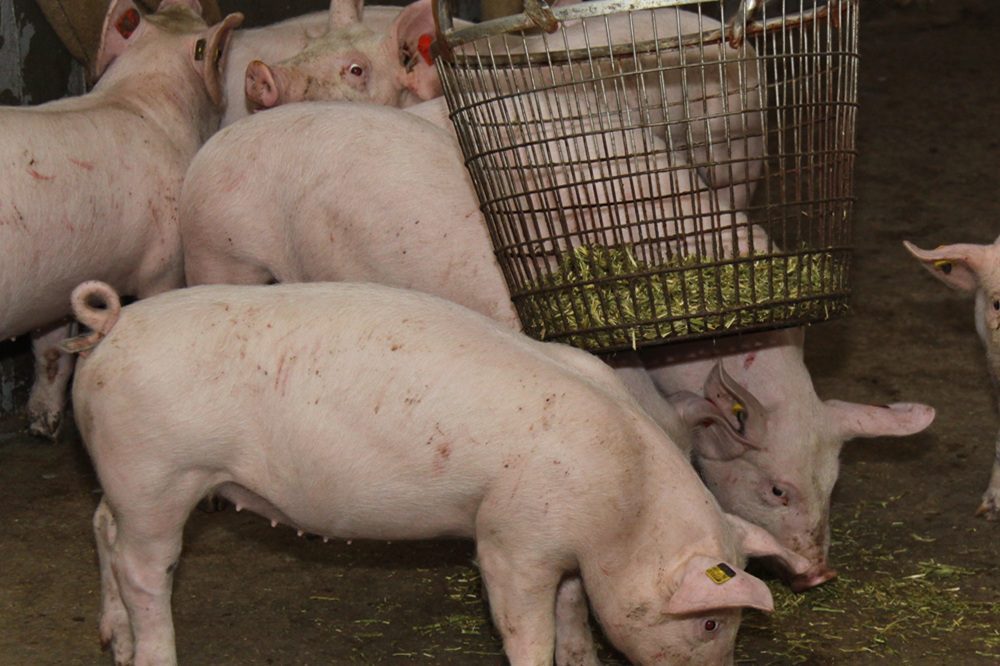 Eén lijn in hokverrijking: nieuwe brochure geeft duidelijkheid