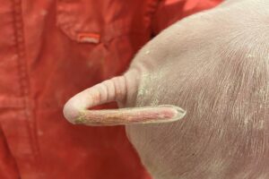 Met SINS ruim twee keer zo veel kans op aangetaste staarten