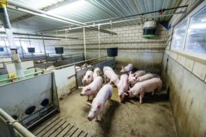 Bakermat van een innovatief dagontmestingssysteem 