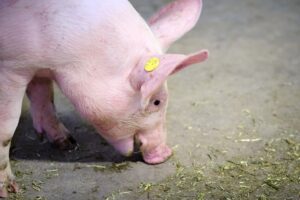 Hokverrijking: wat verstaan we onder eetbaar én wroetbaar?