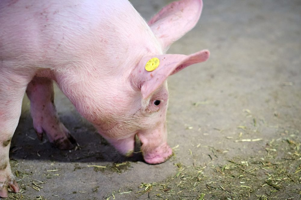 Hokverrijking: wat verstaan we onder eetbaar én wroetbaar?