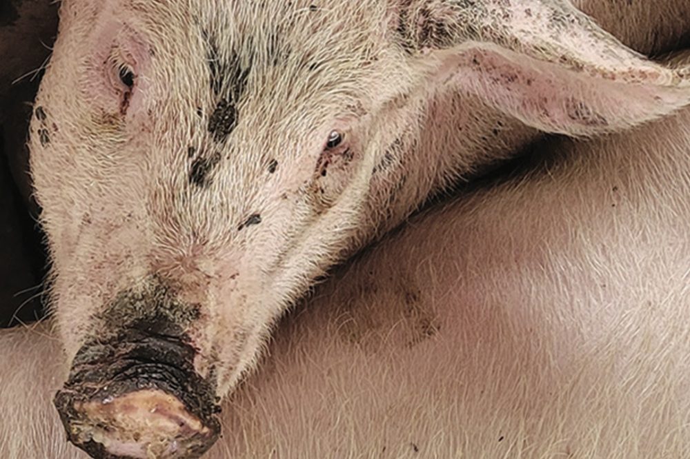 Te hoge magnesiumopname toxisch