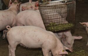 Extra hokverrijking als vangnet bij problemen