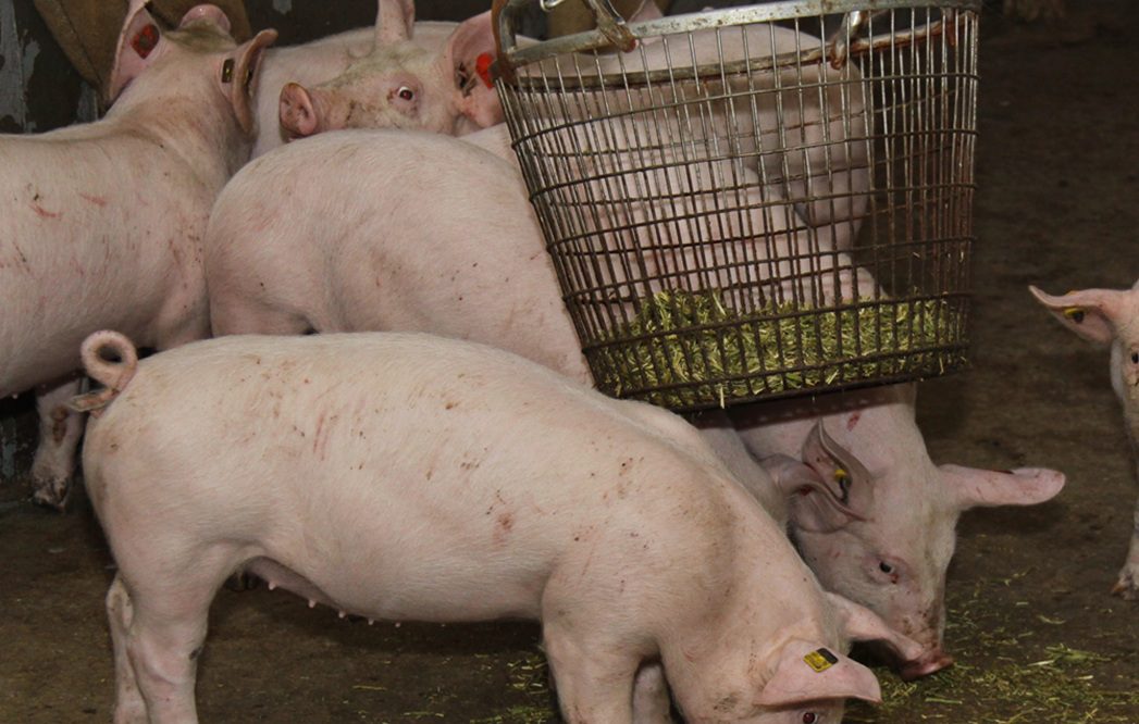 Extra hokverrijking als vangnet bij problemen