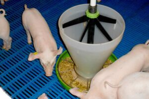 Hokverrijking: waar let de NVWA op?