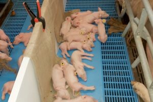 Hokverrijking: niet alleen omdat het moet, maar omdat het ook wat oplevert