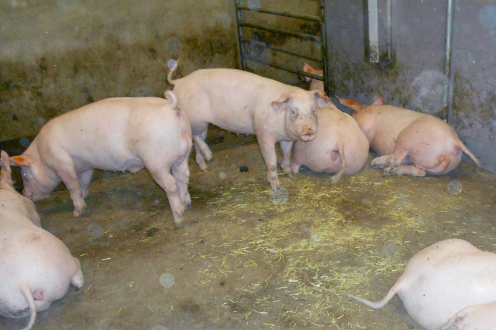 Voldoende hokverrijking: een praktische aanpak