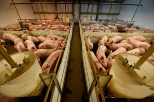 Brandveiligheid gaat verder dan kleinere stalcompartimenten