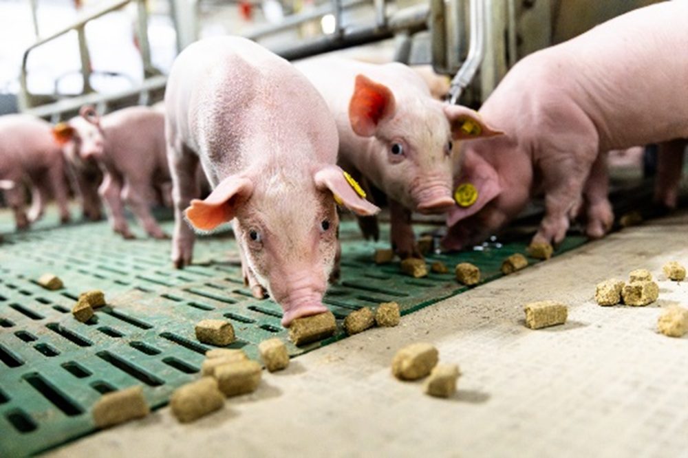 De checklist hokverrijking: praktisch hulpmiddel in de stal