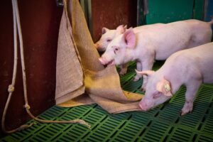 Praktijktips van Anita Hoofs: “het varken vertelt of hokverrijking werkt”