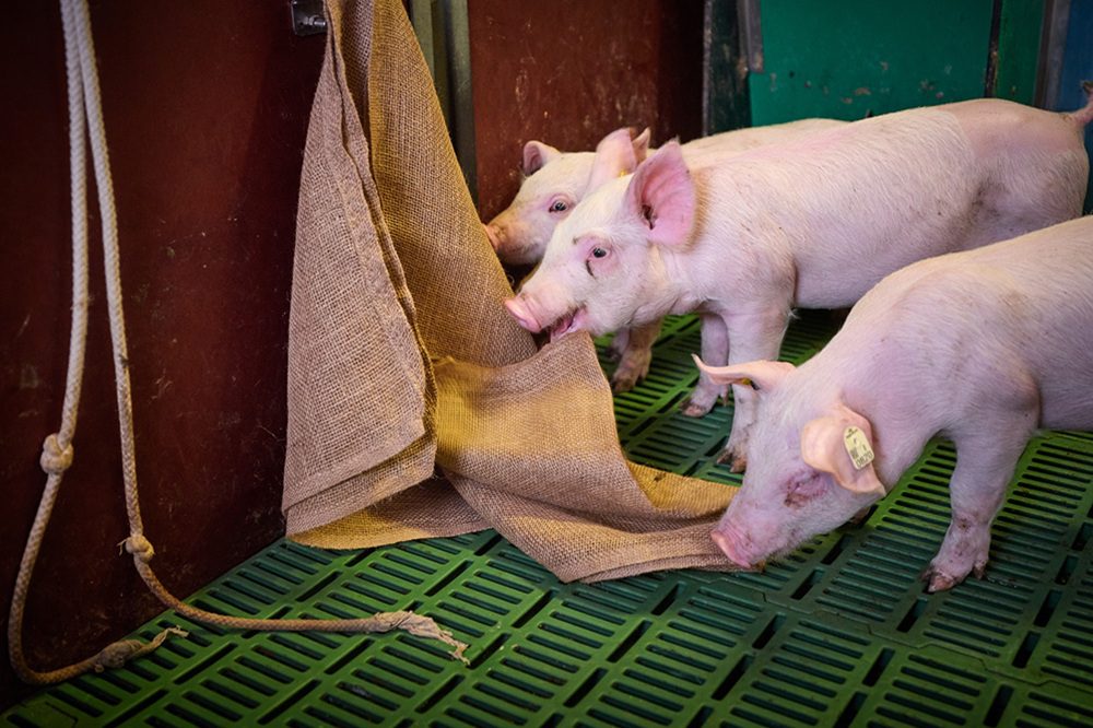 Praktijktips van Anita Hoofs: “het varken vertelt of hokverrijking werkt”