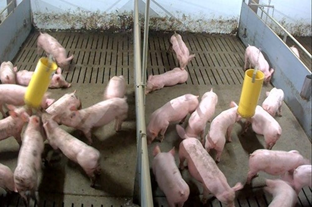 “Ballfeeder geeft meeste profijt aan de ketting midden in het hok”