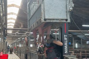 “Bij koeien is bekappen al jaren gemeengoed, daar gaat het bij zeugen ook naartoe” 