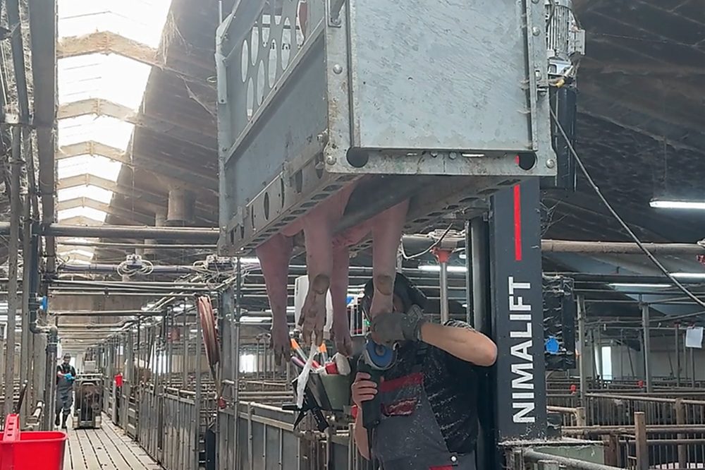 “Bij koeien is bekappen al jaren gemeengoed, daar gaat het bij zeugen ook naartoe” 