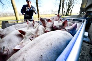 Vlaamse varkenshouders hebben weer meer vertrouwen in de toekomst