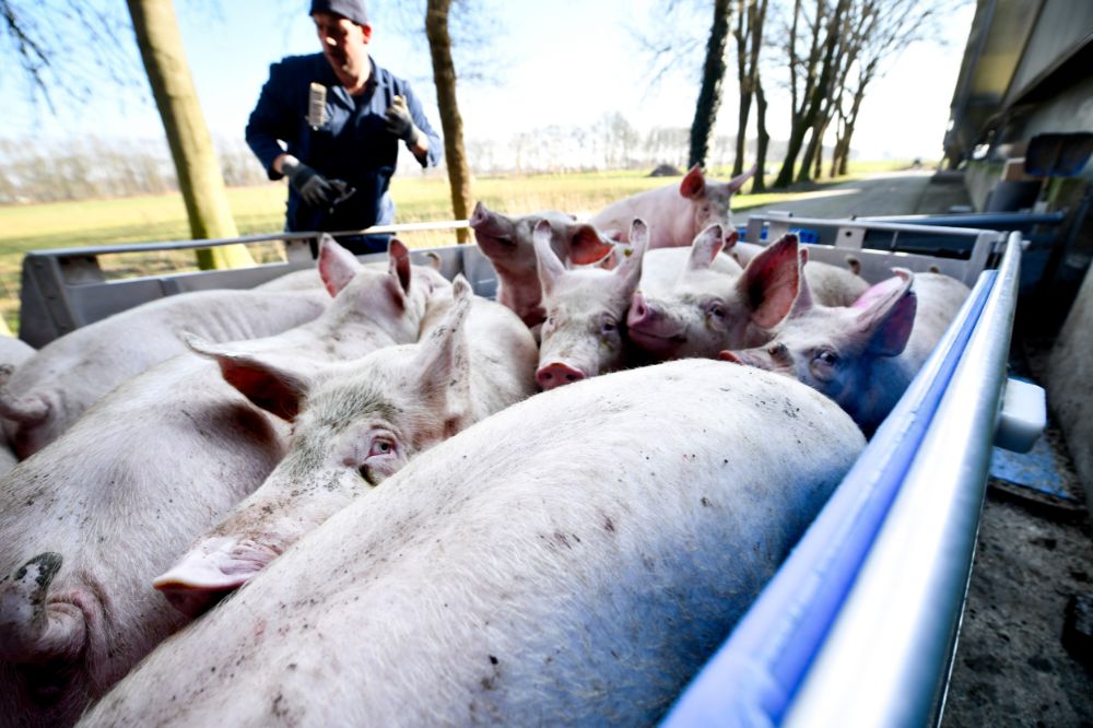 Vlaamse varkenshouders hebben weer meer vertrouwen in de toekomst