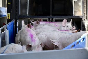 Kabinet stelt nieuwe grens voor temperatuur diertransport vast