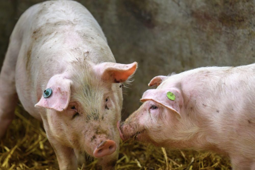 Traansporen bij varkens