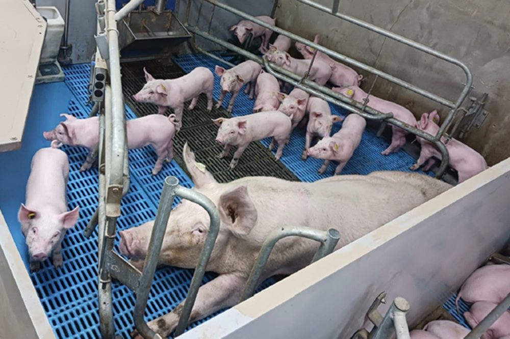 Duitse varkenssector vraagt miljardensteun voor investeringen in dierwelzijn