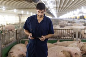 Klauwgezondheid heeft directe invloed op de vruchtbaarheid