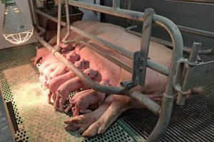DanBred zet meer in op overleving en werkgemak