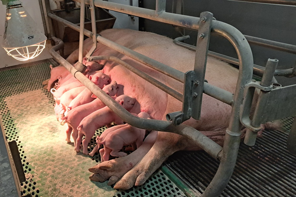 DanBred zet meer in op overleving en werkgemak