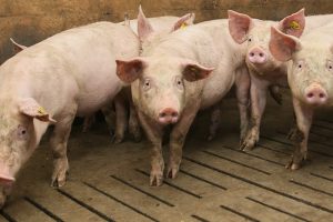 Mycoplasma en circovirus meest aangetoond bij longontsteking bij vleesvarkens