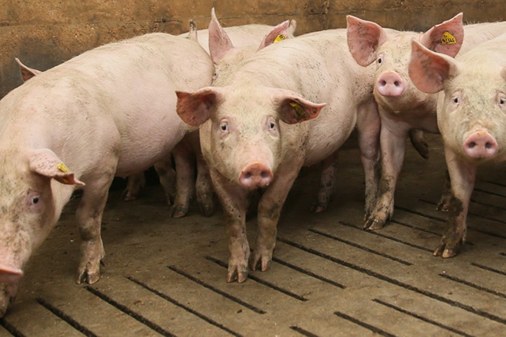 Mycoplasma en circovirus meest aangetoond bij longontsteking bij vleesvarkens