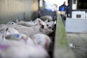 Vlaamse vleesexport blijft sterke pijler, maar varkenssector kijkt mee naar voer- en afzetmarkten