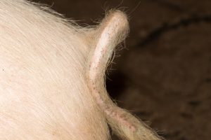 Vijf jaar lange staarten: “Het scheelt een extra handeling en een stressmoment”