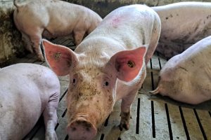 Europese Commissie stelt veehouderijstrategie vast: op naar een sterke, winstgevende en toekomstbestendige sector