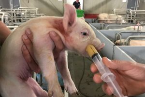 Orale ijzerverstrekking bij biobiggen: interessant, maar injectie blijft voorlopig de zekerste optie