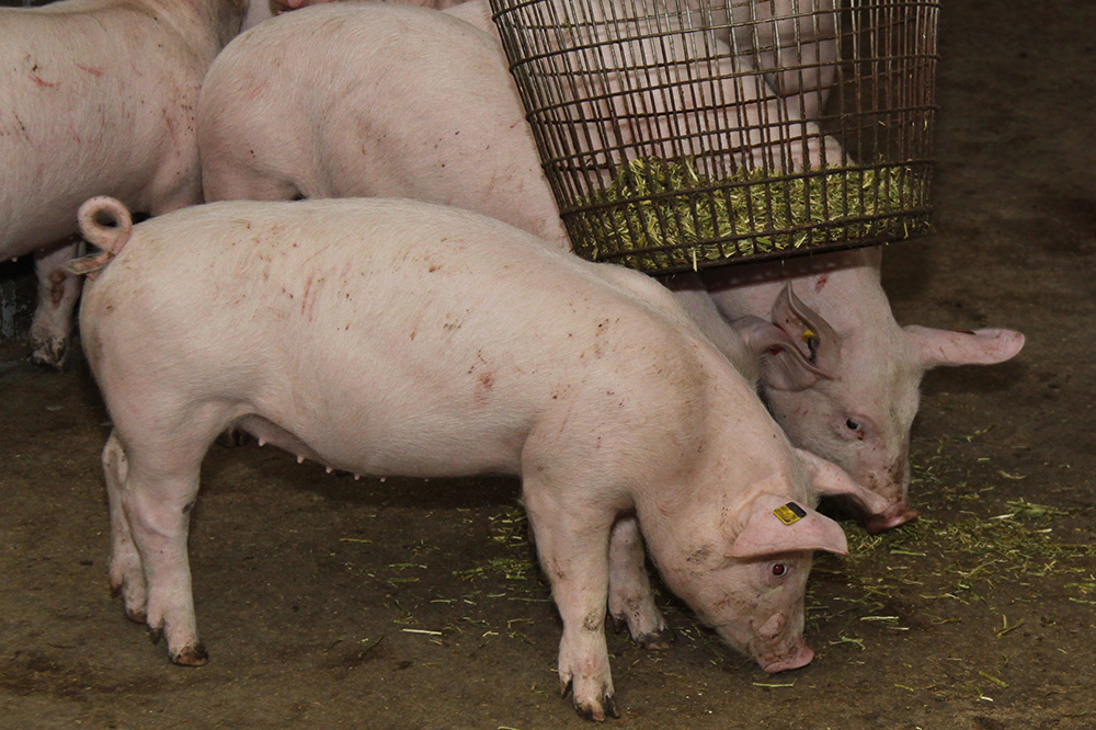 NVWA ziet veel inzet van varkenshouders als het gaat om hokverrijking
