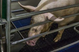 “Niet méér voeren, maar slimmer voeren”