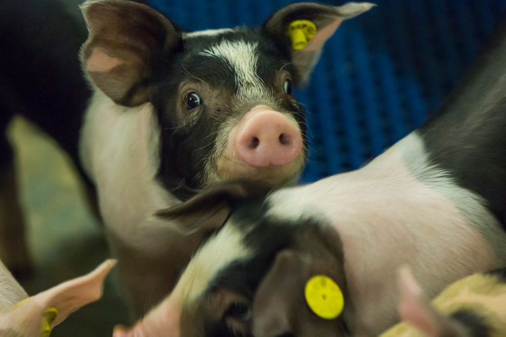 Antibioticagebruik in varkenshouderij daalt verder in 2025