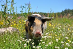 Buitenuitloop: hoeveel nutriënten halen varkens daaruit?