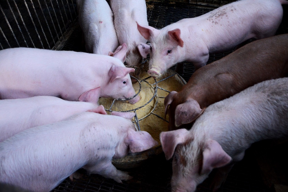 Brazilië vestigt exportrecord voor varkensvlees in mei 