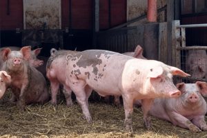 Intacte beren houden kan in de bio-varkenshouderij, maar dan moet alles kloppen