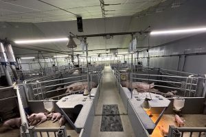ILVO-meetrapport: DUOSEP (V) laat sterke emissiereductie zien bij vrijloopkraamzeugen