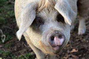 Britse varkenssector vreest afzetcrisis in het najaar